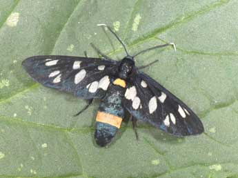 Syntomis phegea L. adulte - �Philippe Mothiron