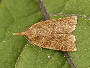 Sparganothis pilleriana D. & S. adulte - �Lionel Taurand