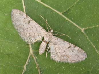 Eupithecia pimpinellata Hb. adulte - �Philippe Mothiron