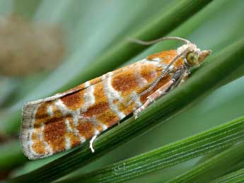 Rhyacionia pinicolana Dbld. adulte - �Patrick Clement