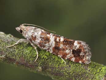 Rhyacionia pinivorana Z. adulte - �Patrick Clement