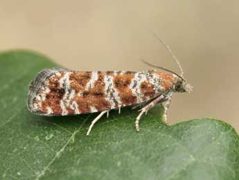 Rhyacionia pinivorana Z. adulte - �Lionel Taurand