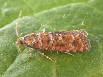 Rhyacionia pinivorana Z. adulte - �Philippe Mothiron