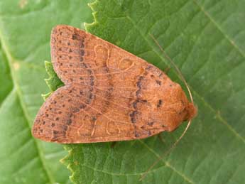 Anchoscelis pistacinoides Aub. adulte - �Philippe Mothiron