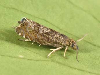 Dichrorampha plumbagana Tr. adulte - �Philippe Mothiron