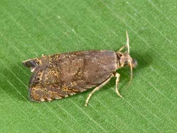 Dichrorampha plumbana Scop. adulte - �Philippe Mothiron