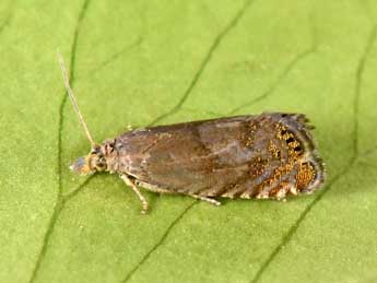 Dichrorampha plumbana Scop. adulte - �Philippe Mothiron