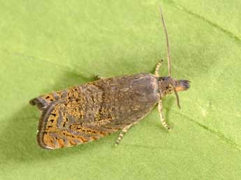 Dichrorampha plumbana Scop. adulte - �Philippe Mothiron