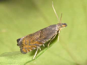 Dichrorampha plumbana Scop. adulte - �Philippe Mothiron