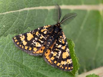 Eurranthis plummistaria Vill. adulte - �Philippe Mothiron