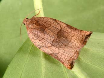 Archips podana Scop. adulte - �Philippe Mothiron