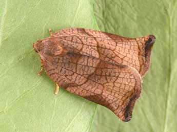 Archips podana Scop. adulte - �Philippe Mothiron