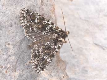 Polymixis polymita L. adulte - �Philippe Mothiron