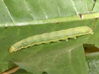  Chenille de Polymixis polymita L. - �Philippe Mothiron