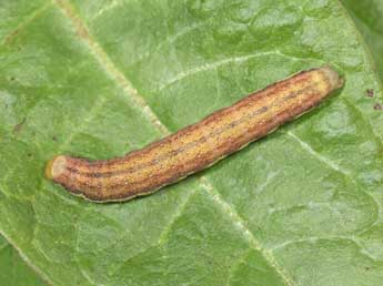  Chenille de Polymixis polymita L. - �Philippe Mothiron