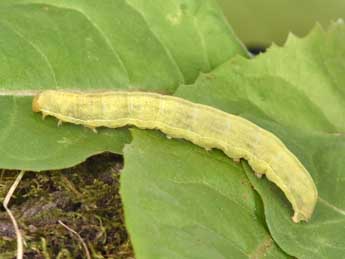  Chenille de Polymixis polymita L. - �Philippe Mothiron