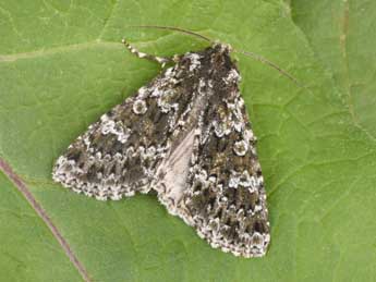 Polymixis polymita L. adulte - �Philippe Mothiron