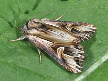 Actinotia polyodon Cl. adulte - �Philippe Mothiron