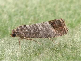 Cydia pomonella L. adulte - �Philippe Mothiron