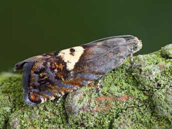 Pammene populana F. adulte - �Patrick Clement