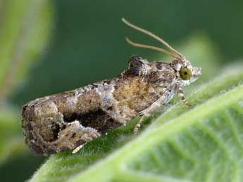 Eudemis porphyrana Hb. adulte - �Patrick Clement