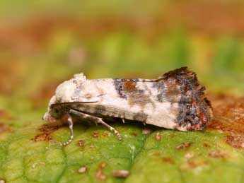 Pontoturiana posterana Z. adulte - �Lionel Taurand