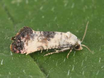 Pontoturiana posterana Z. adulte - �Philippe Mothiron