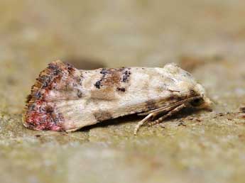 Pontoturiana posterana Z. adulte - �Lionel Taurand