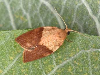 Epiphyas postvittana Wlk. adulte - �Philippe Mothiron