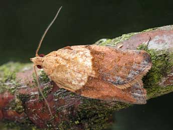 Epiphyas postvittana Wlk. adulte - �Patrick Clement