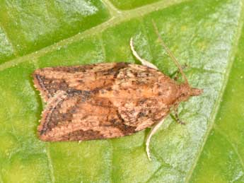 Epiphyas postvittana Wlk. adulte - �Philippe Mothiron