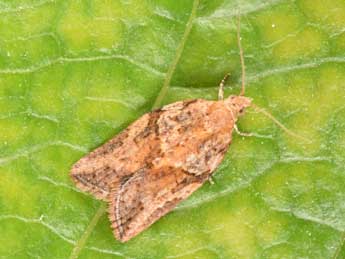 Epiphyas postvittana Wlk. adulte - �Philippe Mothiron