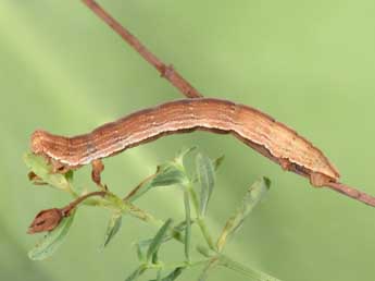  Chenille de Aplocera praeformata Hb. - �Philippe Mothiron