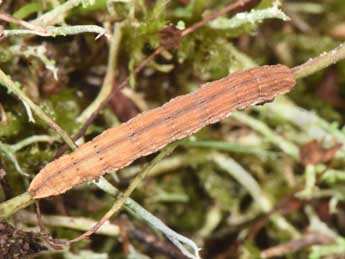  Chenille de Aplocera praeformata Hb. - �Philippe Mothiron