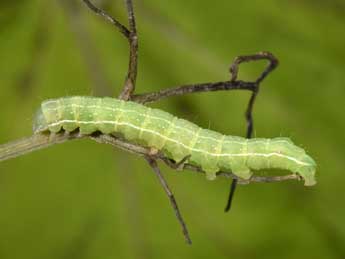  Chenille de Cucullia prenanthis Bsdv. - �Philippe Mothiron