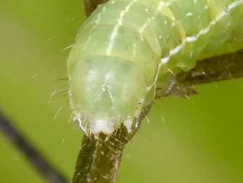  Chenille de Cucullia prenanthis Bsdv. - �Philippe Mothiron