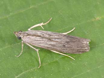 Epischnia prodromella Hb. adulte - �Philippe Mothiron