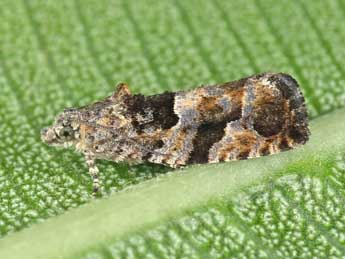 Eudemis profundana D. & S. adulte - �Lionel Taurand