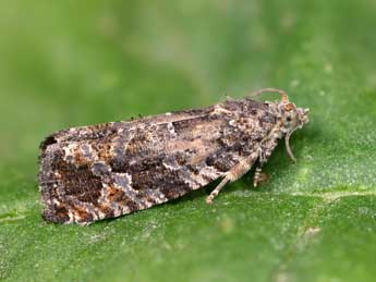 Eudemis profundana D. & S. adulte - �Lionel Taurand