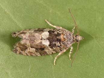 Eudemis profundana D. & S. adulte - �Philippe Mothiron