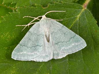 Pseudoterpna pruinata Hfn. adulte - �Philippe Mothiron