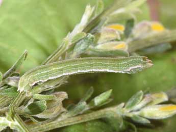  Chenille de Pseudoterpna pruinata Hfn. - �Philippe Mothiron