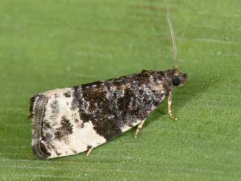 Hedya pruniana Hb. adulte - �Philippe Mothiron