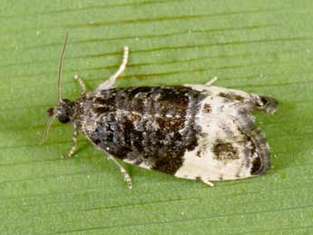 Hedya pruniana Hb. adulte - �Philippe Mothiron