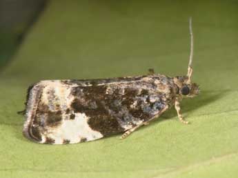 Hedya pruniana Hb. adulte - �Philippe Mothiron