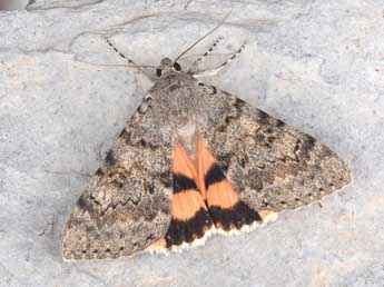 Catocala puerpera Giorna adulte - �Philippe Mothiron