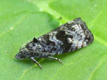 Endothenia pullana Hw. adulte - �Ruben Meert