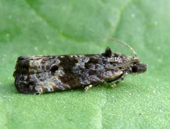 Endothenia pullana Hw. adulte - �Ruben Meert