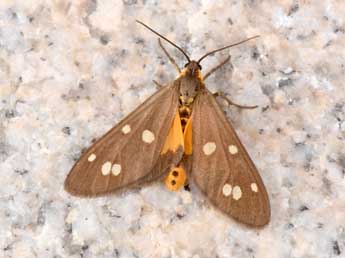 Dysauxes punctata F. adulte - �Philippe Mothiron