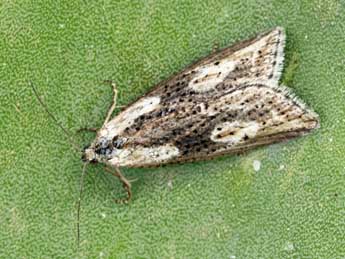 &copy;Daniel Morel. Doloploca punctulana D. & S.